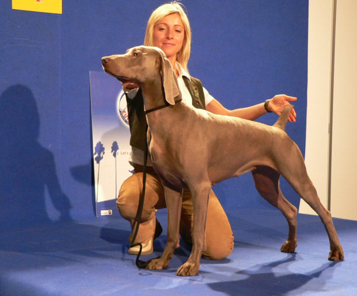 04.06.2005 – European Dog Show – Tulln (Austria)