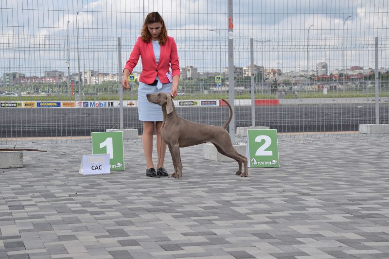 28.07.2019 – CACIB International Dog Show – Kaliningrad (RUS).