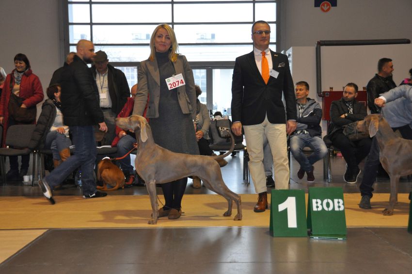 18.11.2018 – International Dog Show CACIB – Poznań – Winner of Poland 2018