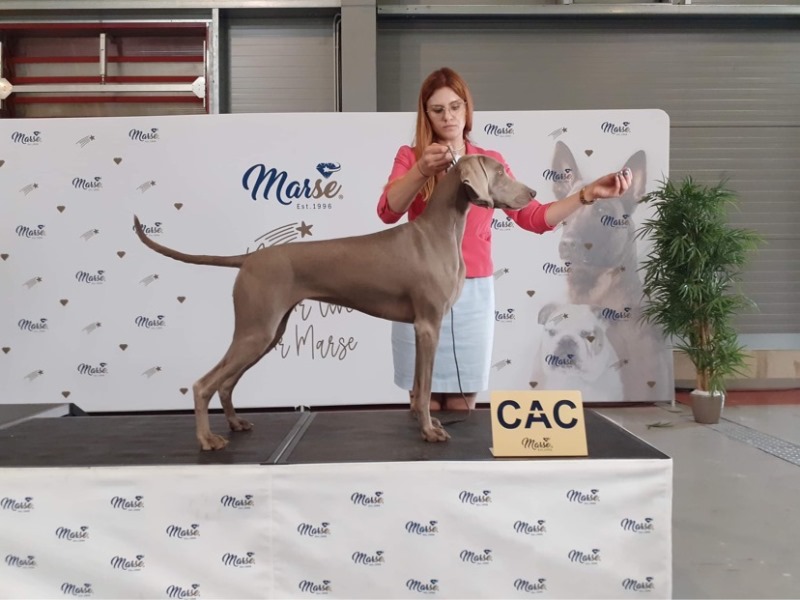 7.08.2022 – CACIB International Dog Show – Prague