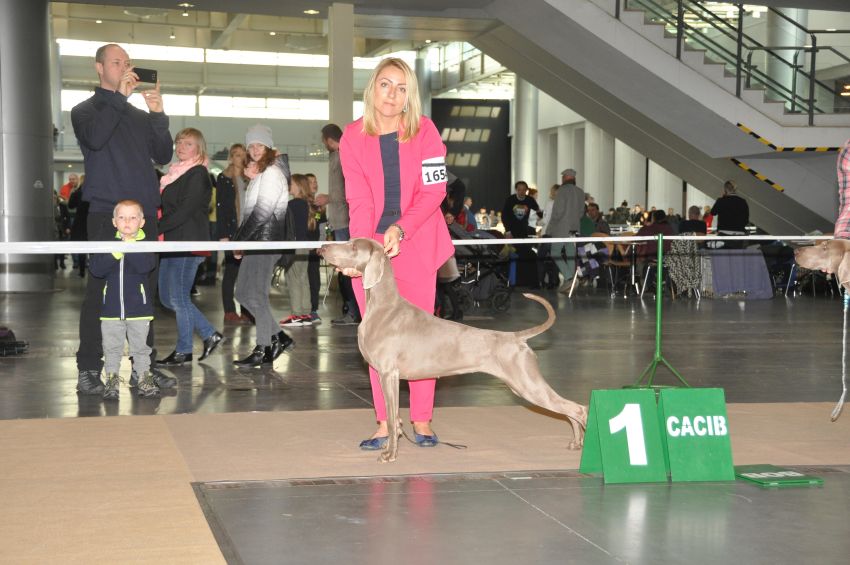 17.11.2018 – International Dog Show CACIB – Poznań – CRUFTS NOMINATION
