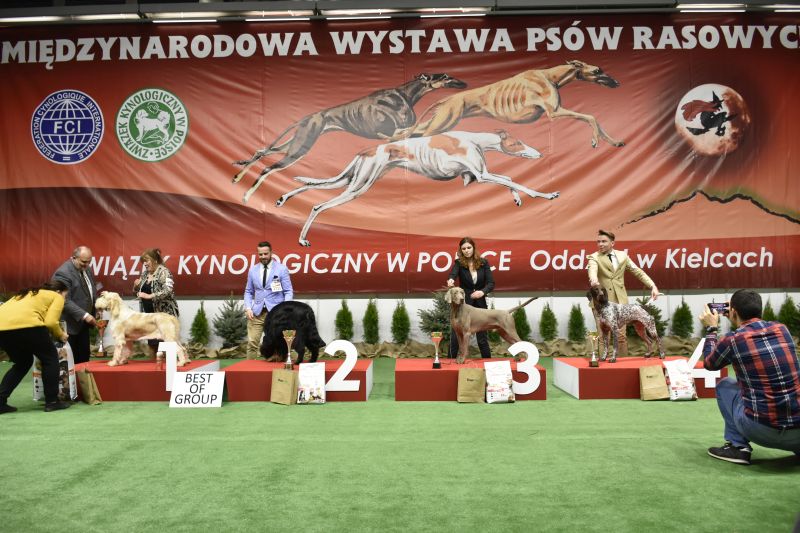 24.11.2019 – Międzynarodowa Wystawa Psów Rasowych CACIB – Zwycięstwo Polski Kielce 2019