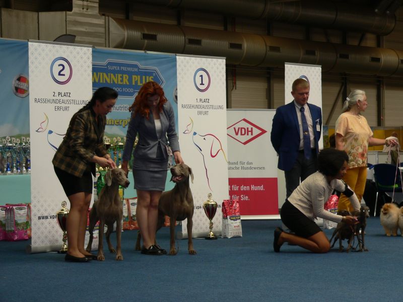 02.06.2019 – International Dog Show CACIB – Erfurt (D)