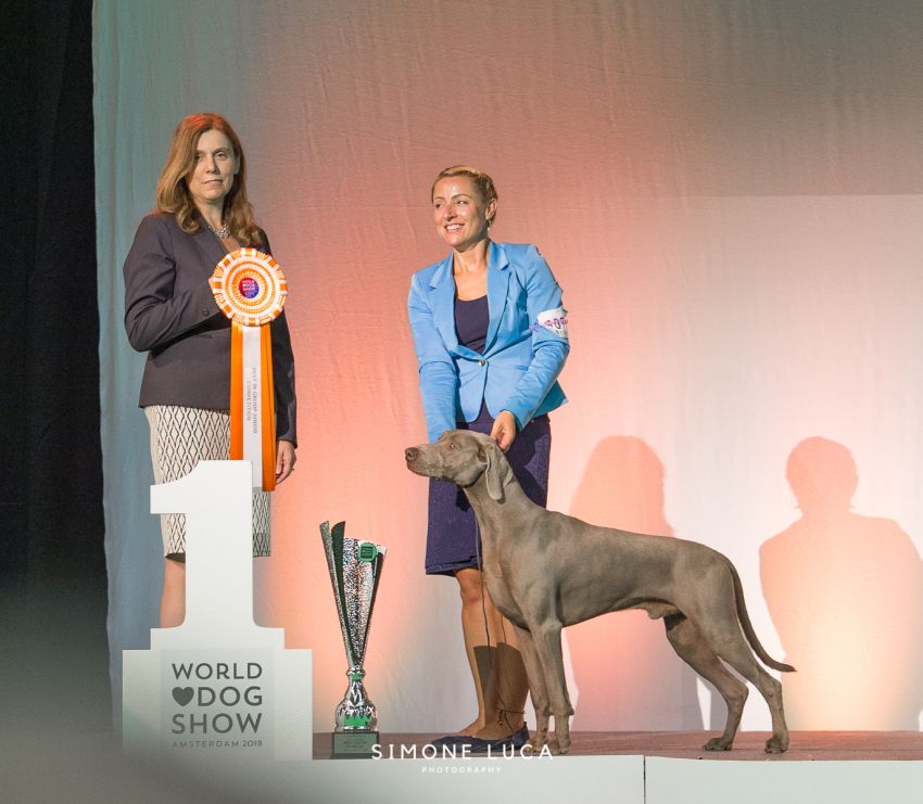 2018 roku – WORLD DOG SHOW – Amsterdam