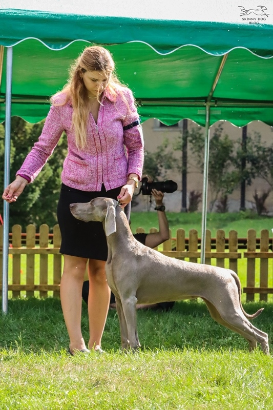 26/08/2023 – 13th National Hunting Dog Exhibition – Kliczkow/Legnica